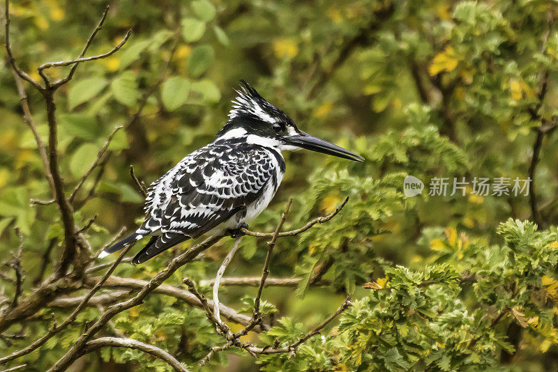 花衣魔笛手(Ceryle rudis)